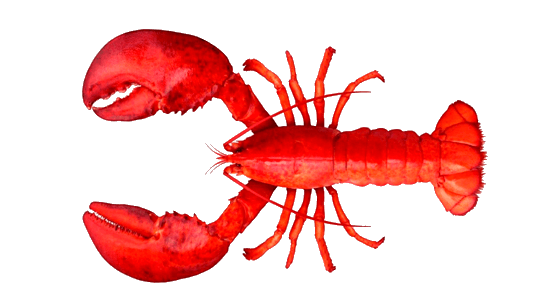 Langosta, Lobster