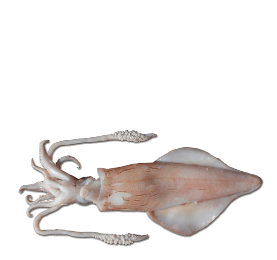 Calamar Veteado