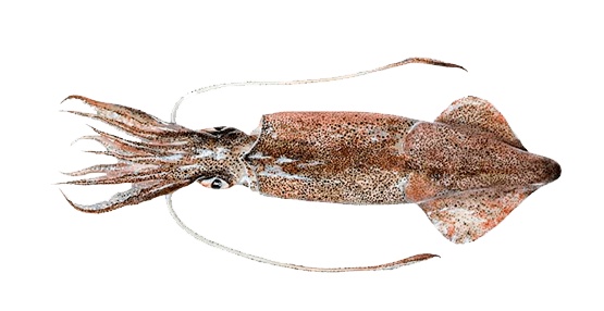 Calamar Patagónico