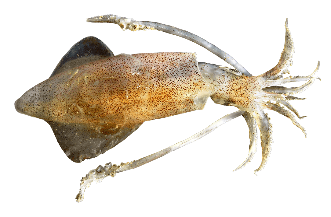 Calamar Común, Calamar
