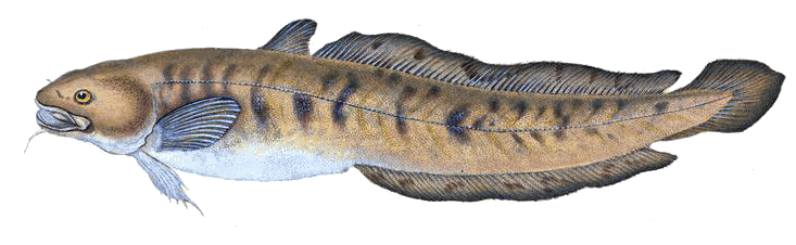 Lota, Burbot