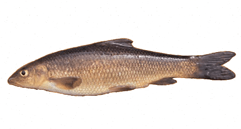 Barbo Común Ibérico