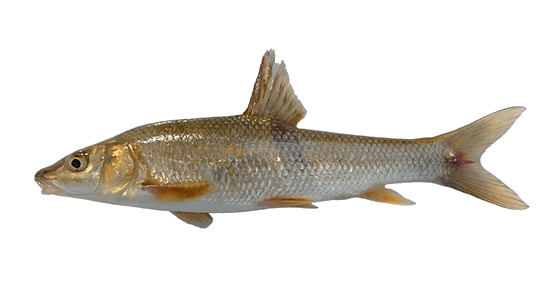 Barbo Comizo
