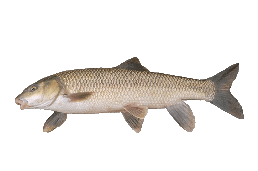 Barbo Gitano