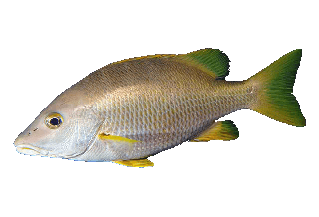 Pargo canchix, Schoolmaster