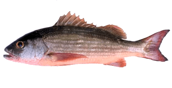 Pargo Jilguero