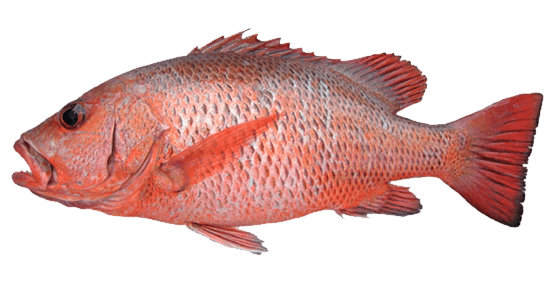 Pargo de los Manglares