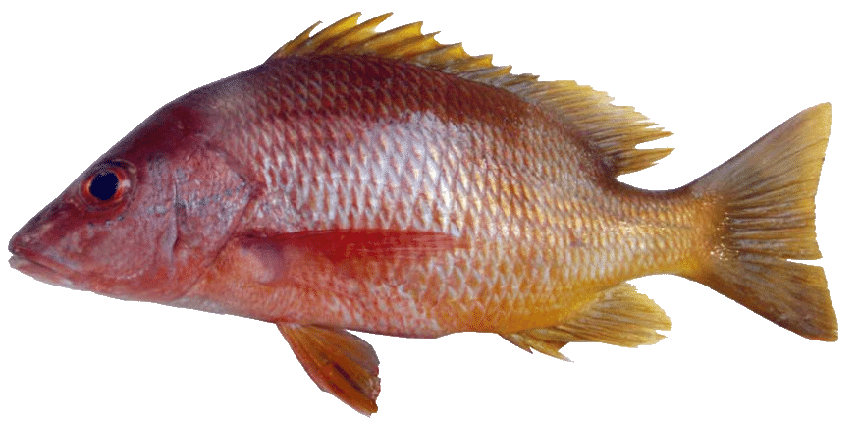 Pargo Amarillo