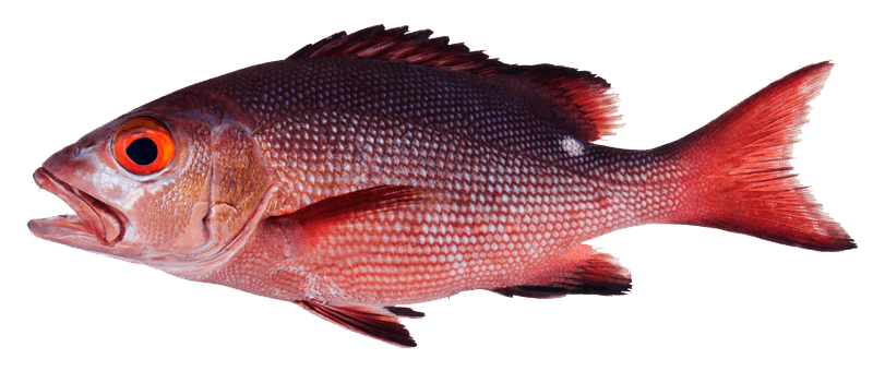 Pargo de Dos Manchas