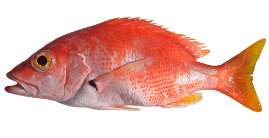 Pargo sesí