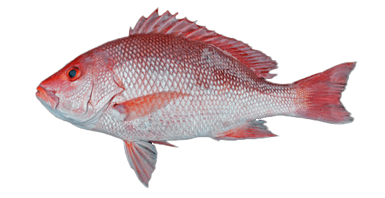 Pargo Rojo