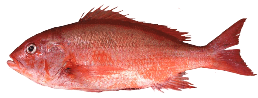 Pargo Colorado