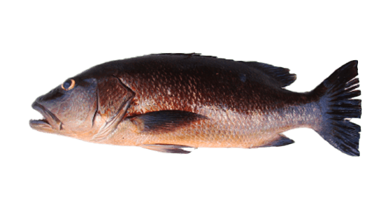 Pargo Cubera