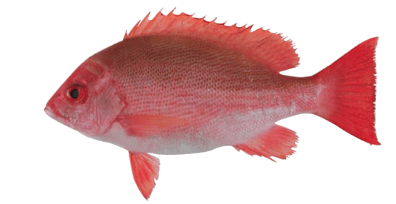 Pargo Nannygai de boca pequeña