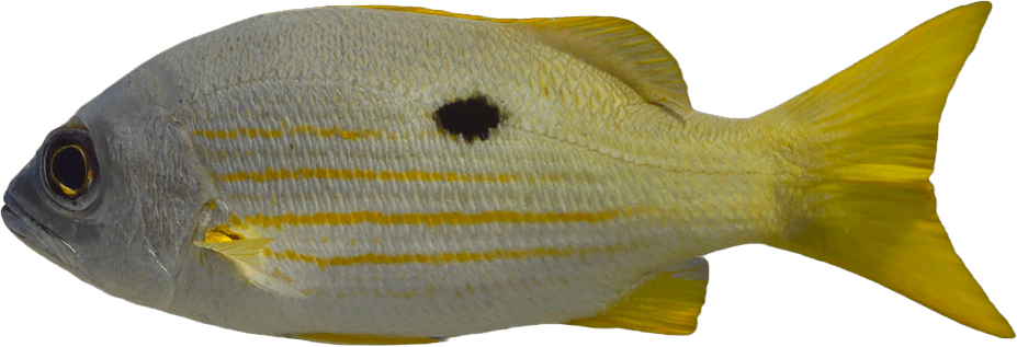 Pargo de Lunar