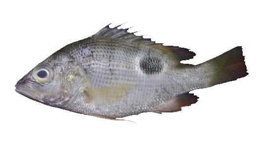 Pargo de Agua Dulce