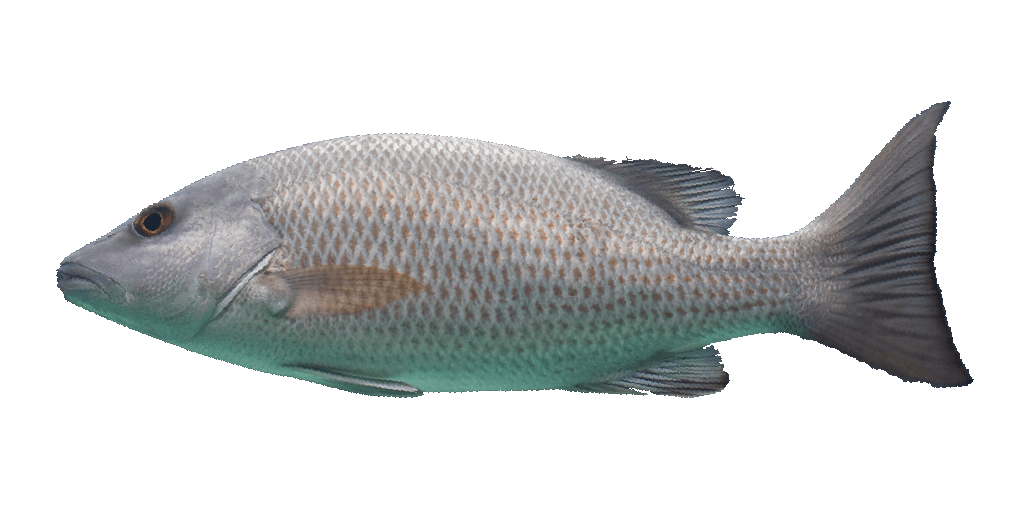 Pargo mulato
