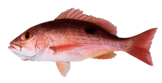 Pargo Manchado