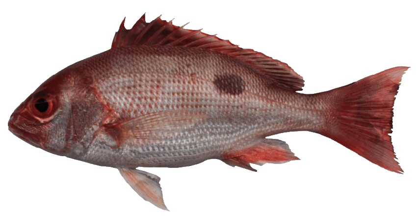 Pargo Dorado