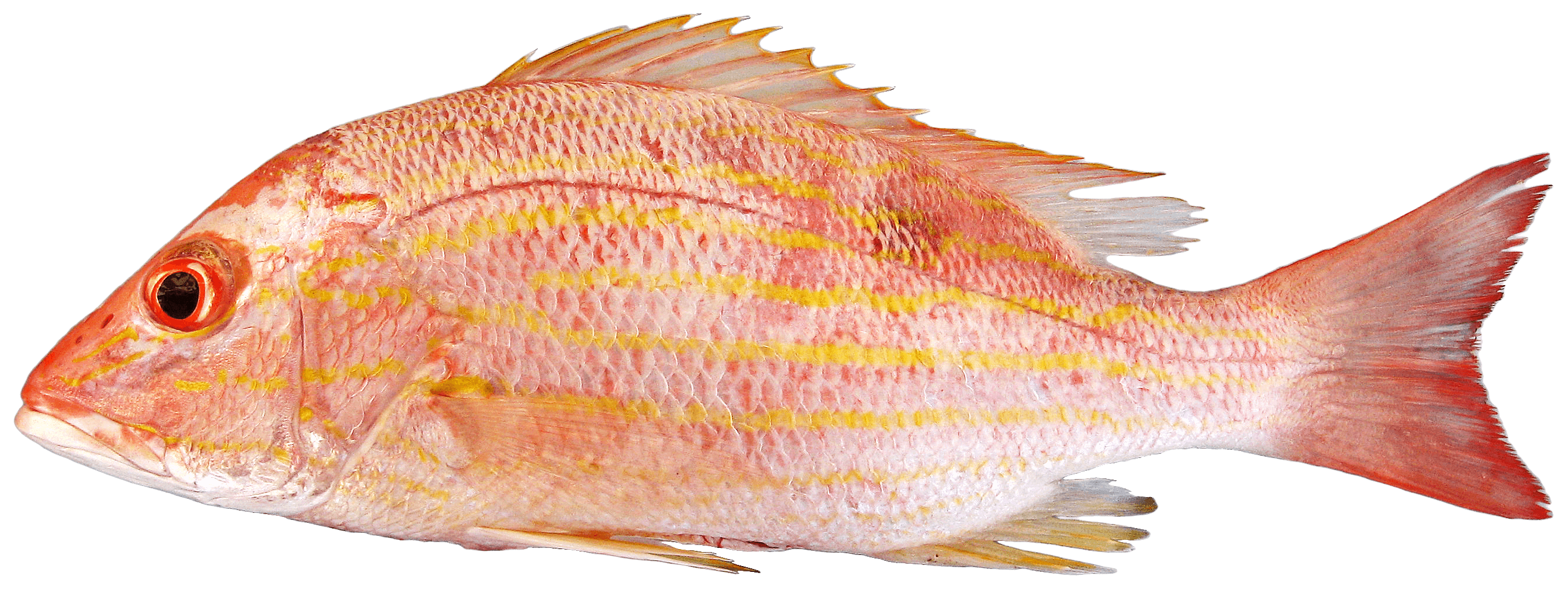 Pargo caballera