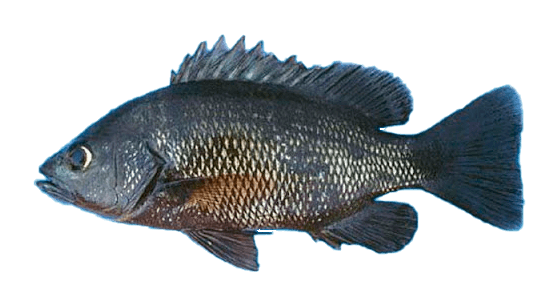 Pargo Rojo