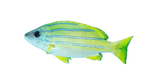 Pargo de Rayas Azules