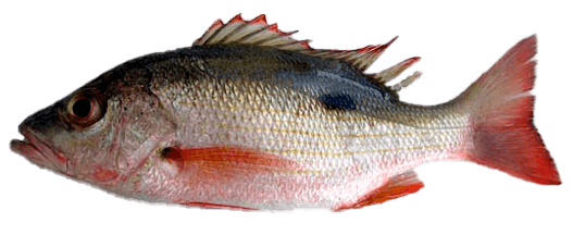 Pargo Caoba