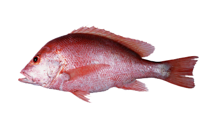 Pargo Nannygai de boca grande