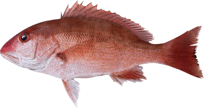 Pargo mulato