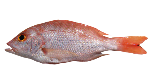 Pargo rojo