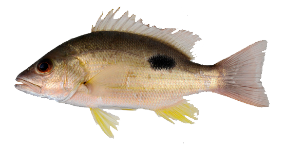 Pargo Russell