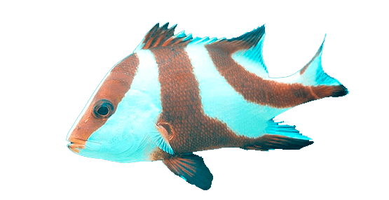 Pargo Rojo Emperador