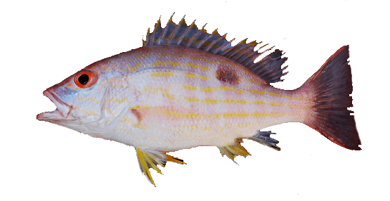 Pargo biajaiba