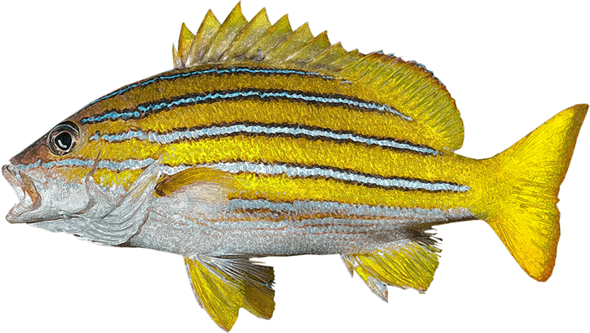Pargo Azul-dorado