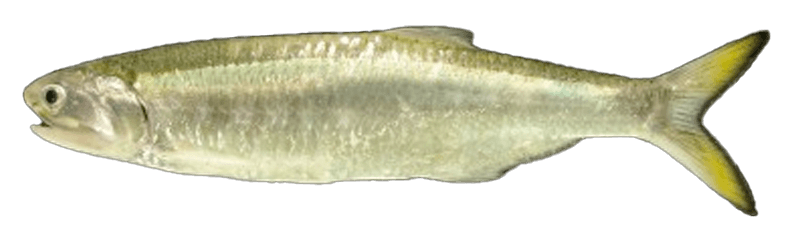 Sardina de Río