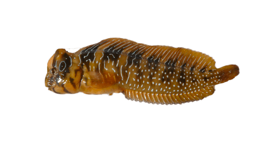 Salaria Pavo, Blenio Pavo