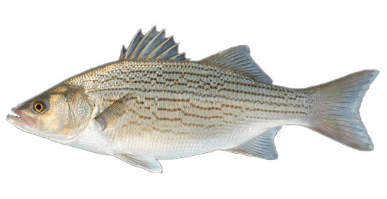 Bass Híbrido Rayado