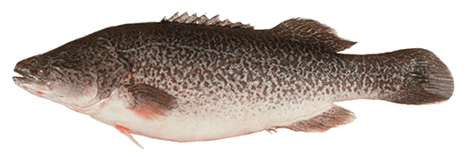 Bacalao Murray