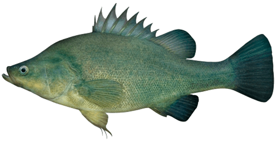 Perca Dorada