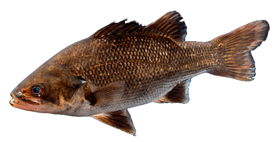 Bass Australiano