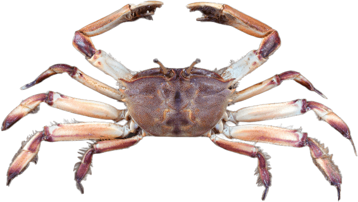 Cangrejo Centinela Gigante