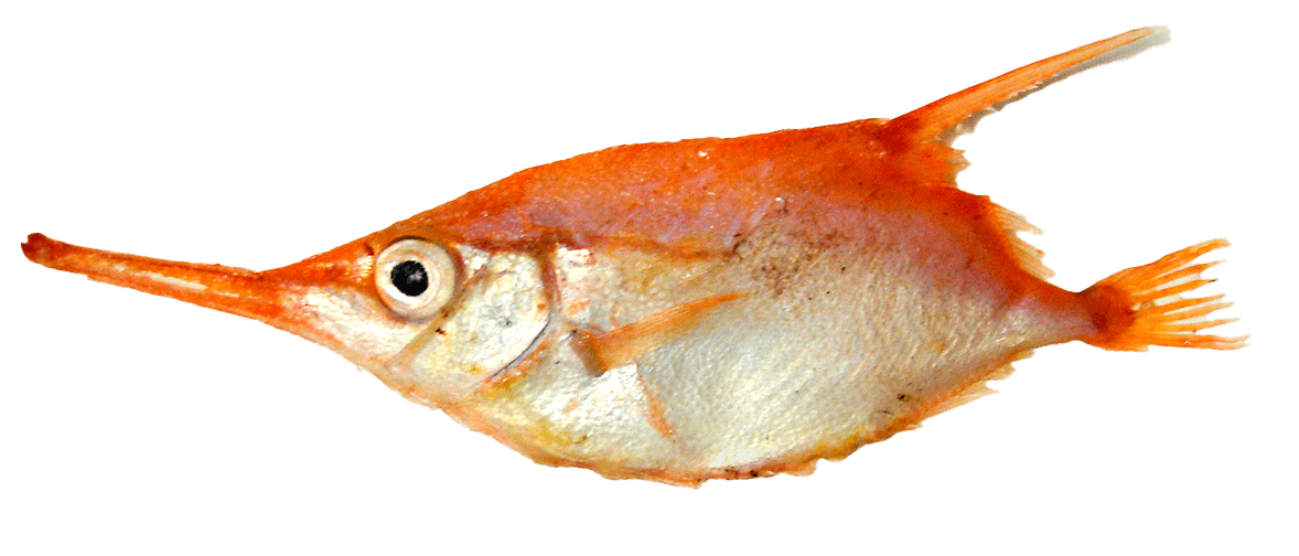 Pez Trompeta