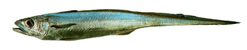 Merluza de Cola, Patagonian Grenadier