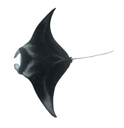 Mantarraya