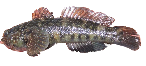 Gobio de Madeira