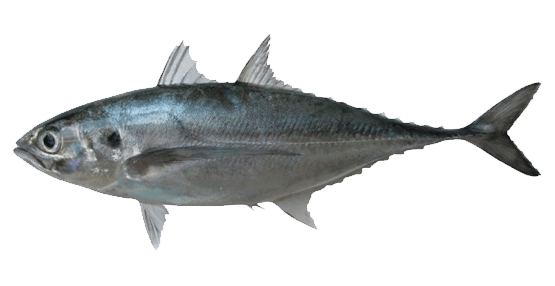Jurel Torpedo