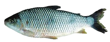 Bogue, Boga