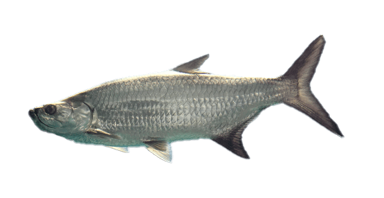 Tarpón