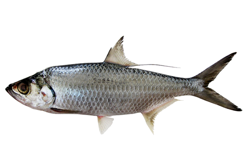 Sábalo Indo-Pacífico