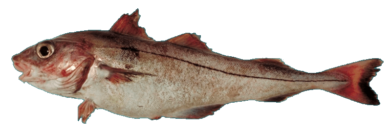 Eglefino